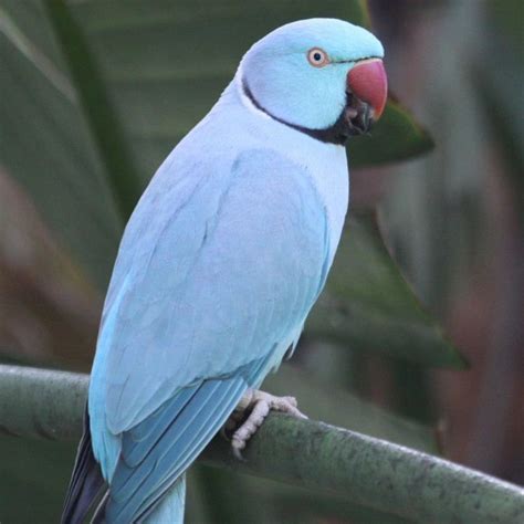 Parakeet Indian Ringneck Blue Male Exotic Birds Colorful Birds