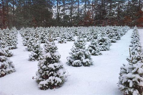 Start A Tradition At These Michigan Christmas Tree Farms