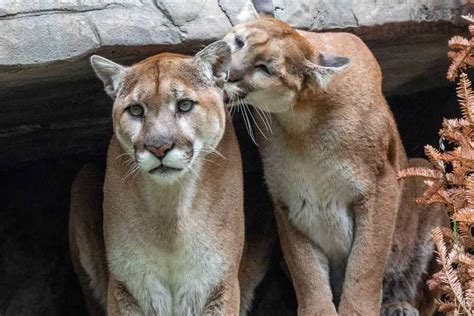 Cougar Vs Mountain Lion Vs Puma Is There A Difference