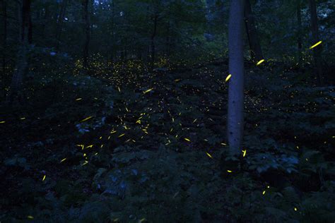 Lights In The Dark A Photographer Captures The Beauty Of Fireflies