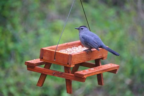 Top 20 Backyard Birds In Maryland Free Identification Printable