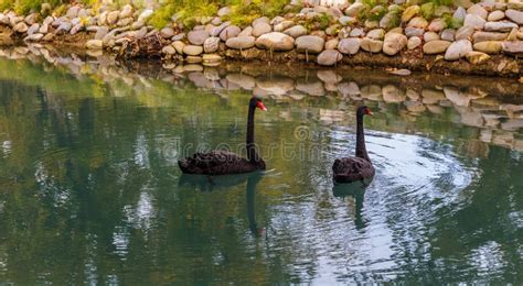 Black Swans Floating In A Pond Stock Image Image Of Water Beak