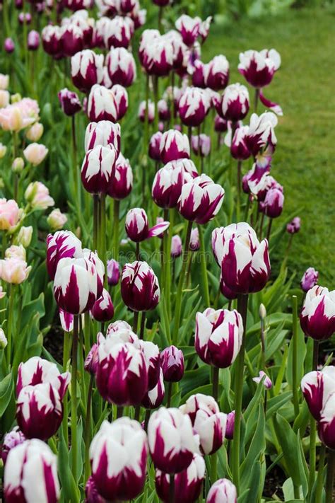 Purple And White Tulips Stock Photo Image Of Festival 85015896