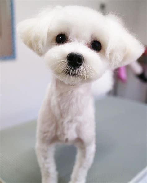 30 Best Maltese Haircuts For Dog Artofit