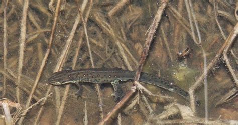 Virginia Water Radio Episode 257 3 16 15 Salamanders
