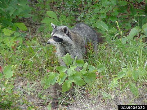 Raccoon Procyon Lotor