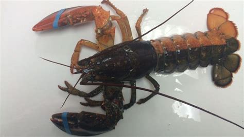 A Rare Orange Brown Split Colored Lobster Has Been Found Off The Coast