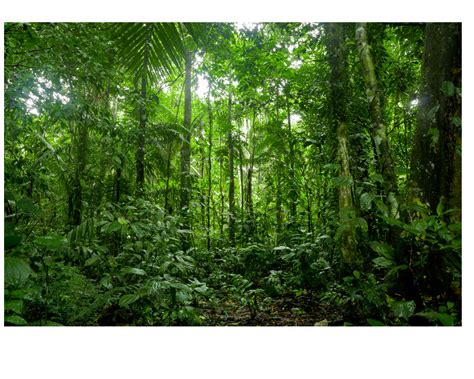 Did You Know Rainforests Are One Of The Most Powerful Sources Of