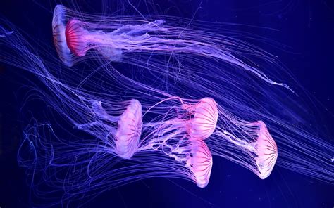 4k Jellyfish Wallpapers High Quality Download Free