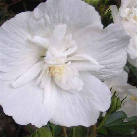 White Chiffon Rose Of Sharon Hibiscus Late Summer Flowers Rose Of
