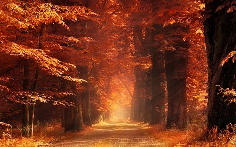 4558944 Sun Rays Forest Path Leaves Landscape Fall Nature