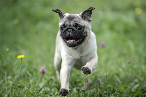 About The Breed Pug Highland Canine Training