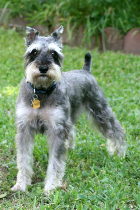 South texas animal rescue resources (dogs only). Miniature Schnauzer Rescue of Houston - New Beginnings and ...