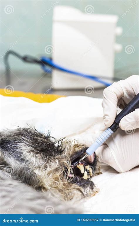 Veterinarian Dentist Doing Procedure Of Professional Teeth Cleaning Dog