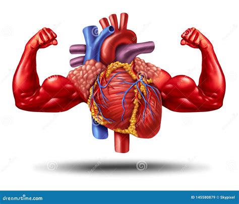 Healthy Red Heart Showing Muscles And Strength By Lifting Heavy Barbell