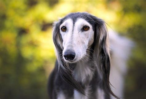 5 Things To Know About Salukis Petful Saluki Dogs Dogs Ancient