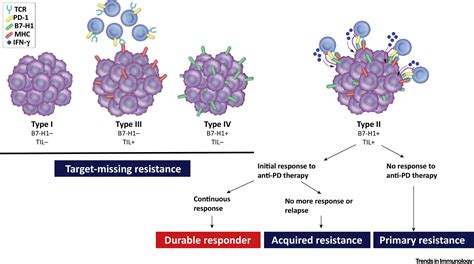 Defining And Understanding Adaptive Resistance In Cancer Immunotherapy