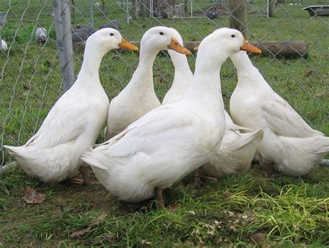 The geneticists objectives in poultry improvement. Everything You Need to Know About Pekin Ducks | PetHelpful
