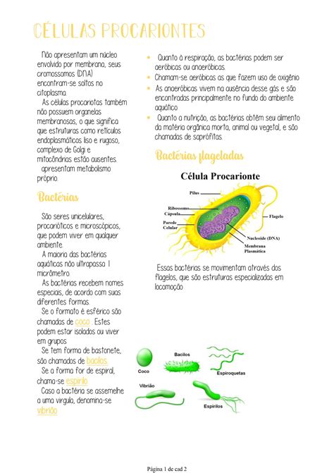 Resumo Células Procariontes E Bactérias Procariontes Celula