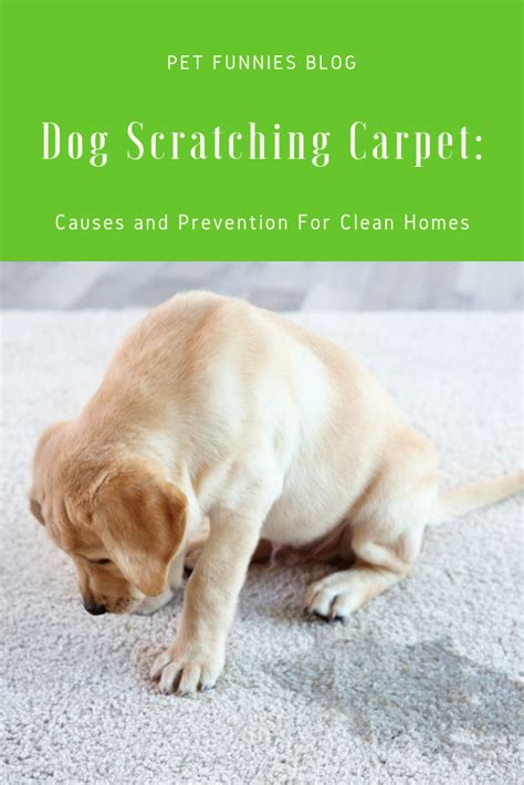 Dog Scratching Carpet Causes And Prevention For Clean Homes Dogs