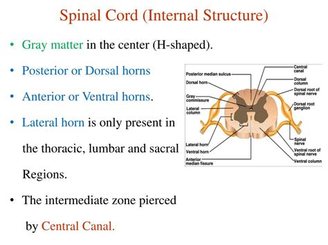 Ppt Spinal Cord Powerpoint Presentation Free Download Id2155503