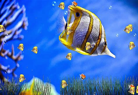 3d Sea Life Screensaver Wallpaper Best Free Hd Wallpaper