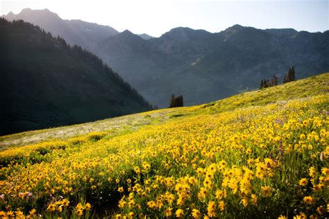 Alpine Wildflowers Utah