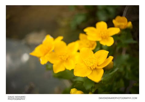 Kingcup Caltha Palustris In Flower Ii · David Kennard Photography