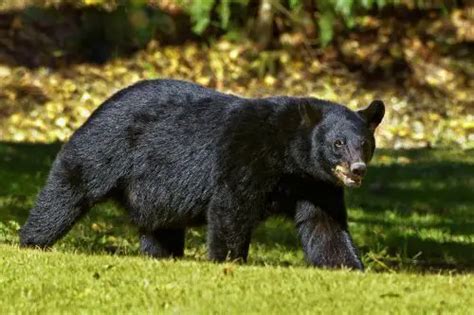 American Black Bear Facts For Kids Kids Animals Facts