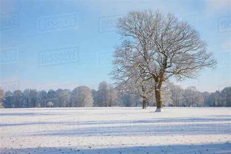 Trees And Field In Snow Covered Winter Landscape Stock Photo Dissolve