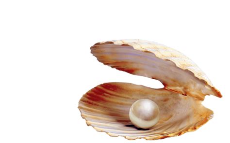 Pearl In Shell Images