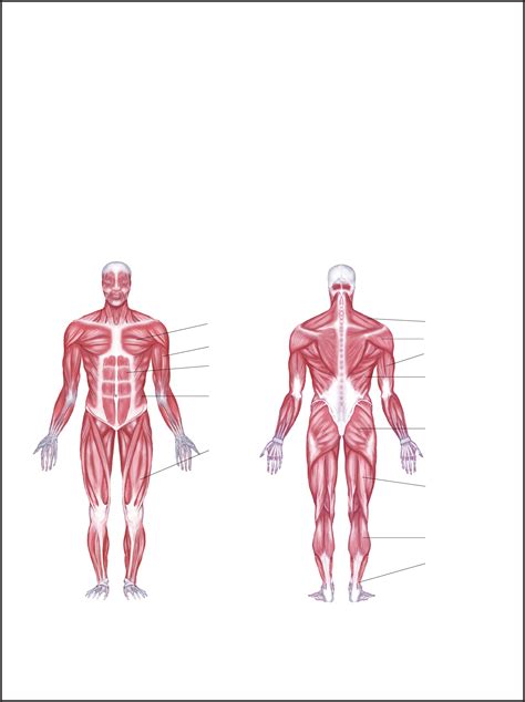 Labeled Muscles In The Body Diagram Muscle Chart With Most Important