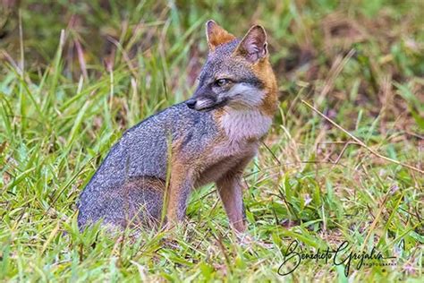 Gray Fox Wildlife Guatemala Birding Nature