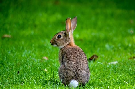 Creature Feature The Prolific Eastern Cottontail Rabbit Forest
