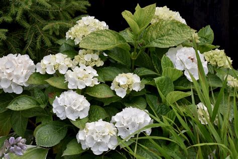 Three Fantastic White Hydrangeas Herbidacious