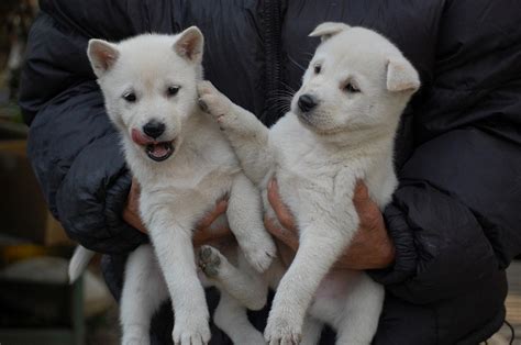 Kishu Inu Info Temperament Care Training Puppies Pictures