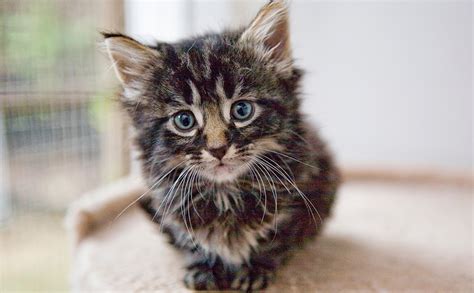 See what pet tales rescue (pettalesrescue) has discovered on pinterest, the world's biggest collection of ideas. How To Litter Train A Kitten - Pet Tales Rescue