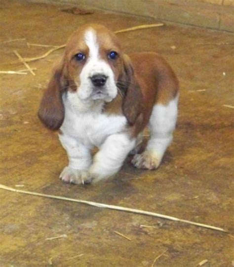Basset Hound Puppies Pictures Puppies Dog Breed Information Image
