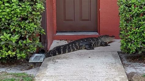 Florida Woman Catches 10 Foot Alligator Pounding On Her Front Door