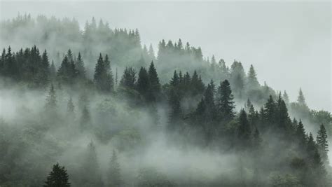 4k Timelapse Of Misty Fog Blowing Over Mountain With Pine Tree Forest