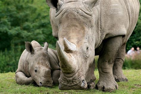 Rhino Conservation In Africa And Asia International Rhino