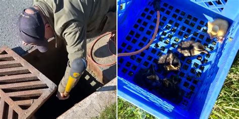 Ducklings Reunited With Mother Duck After Rescue From Paradise Storm Drain Vocm