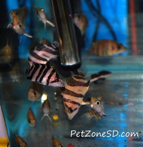 Pin On Pet Zone Tropical Fish San Diego Ca