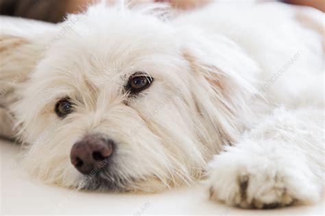 Close Up Of Dogs Face Stock Image F0051767 Science Photo Library