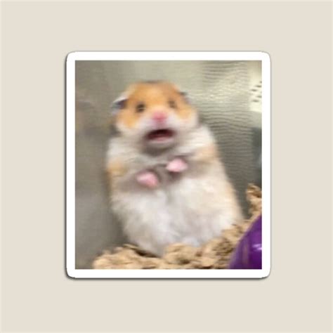 Scared Hamster Meme Ts And Merchandise Redbubble