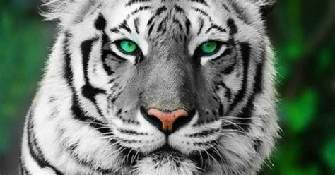 Green Eyes Sparked My Attention Pinterest Green Eyes Animal And