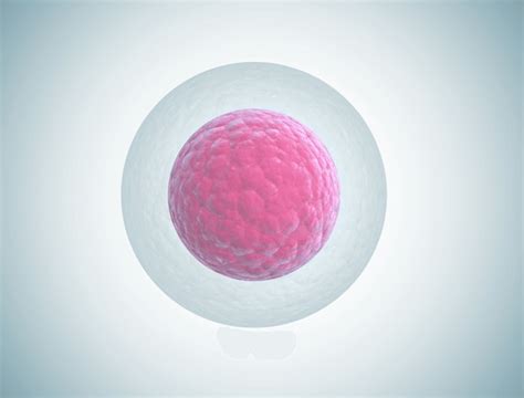 Desarrollo Pre Embrionario Humano Royalty Free Images Stock Photos Pictures Shutterstock