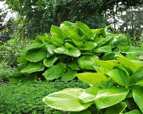 Product Viewer Hosta Sum And Substance