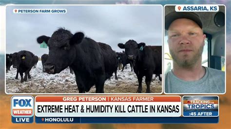 Sizzling Heat Kills 2000 Cattle In Southwestern Kansas Fox Weather