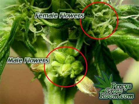 Hermaphrodite Cannabis Plants Percys Grow Room